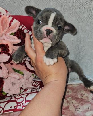 Bulldog Francese blu