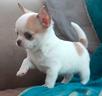 chihuahua-toy-cuccioli-chiwawa-pag-12-mesi