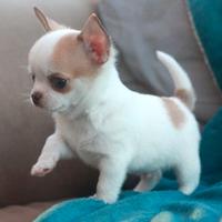 CHIHUAHUA TOY CUCCIOLI - CHIWAWA pag 12 mesi