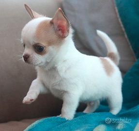 CHIHUAHUA TOY CUCCIOLI - CHIWAWA pag 12 mesi