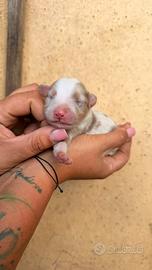 Cuccioli Pastore Australiano