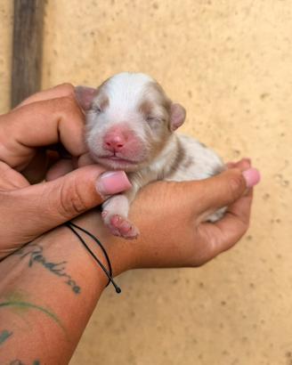 Cuccioli Pastore Australiano
