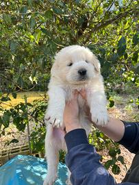 Cuccioli di maremmani