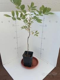 Piante di Glicine da Seme 