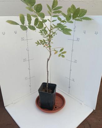 Piante di Glicine da Seme 
