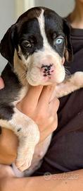 Cuccioli di alano
