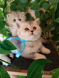 Ultimo cuccioli scottish