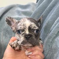 Bulldog francese
