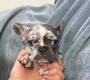 Bulldog francese