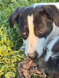 Cucciola taglia grande