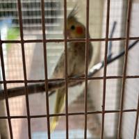 Calopsiti inseparabili monaco e collare phyrrura