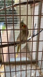 Calopsiti ed inseparabili