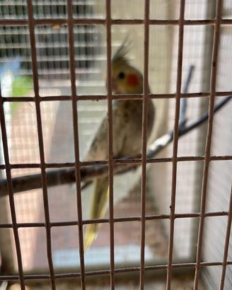 Calopsiti inseparabili monaco e collare phyrrura