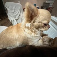 Chihuahua pelo lungo champagne adulta
