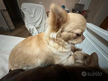 Chihuahua pelo lungo champagne adulta