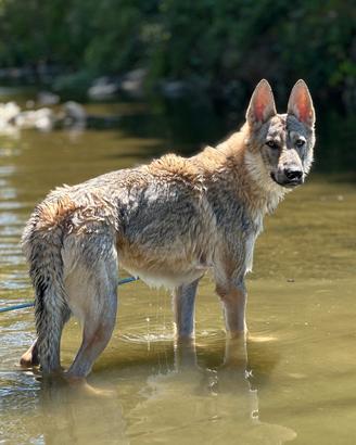 Lupo cecoslovacco maschio