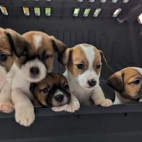Cuccioli Jack Russel terrier