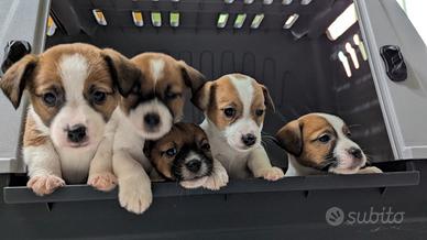 Cuccioli Jack Russel terrier