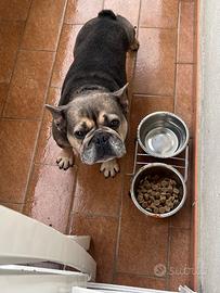 Bull dog francese