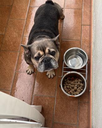 Bull dog francese