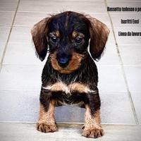 Bassotto tedesco Pelo duro