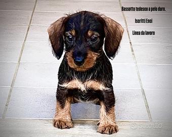 Bassotto tedesco Pelo duro