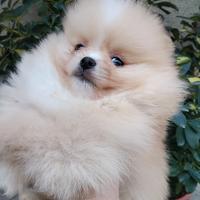 Spitz di pomerania nani