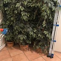 Pianta decorativa con vaso incluso – Perfetta per