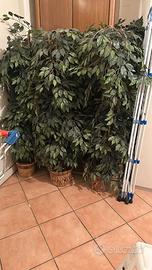 Pianta decorativa con vaso incluso – Perfetta per