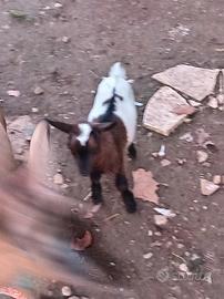 Capretta Tibetana