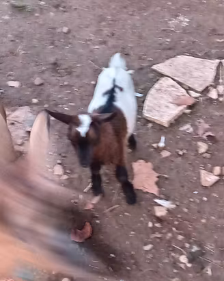 Capretta Tibetana