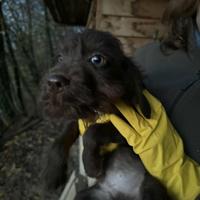 Cuccioli bracco pointer -lagotto