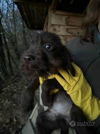 Cuccioli bracco pointer -lagotto