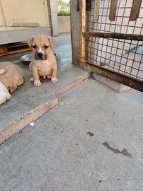 Cuccioli amstaff
