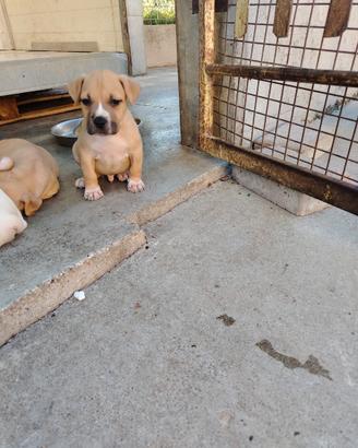 Cuccioli amstaff