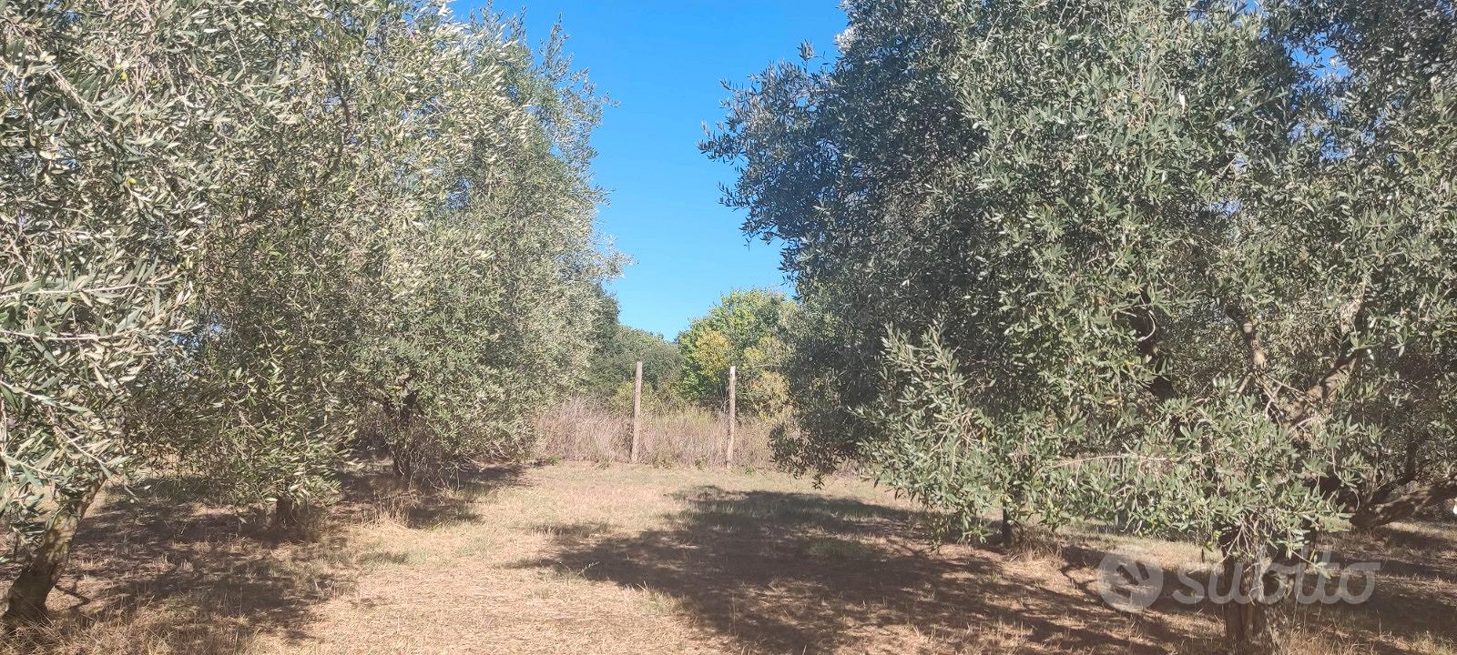 Terreno agricolo con uliveto - Altro