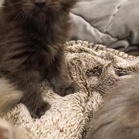 Cuccioli Maine Coon Pikachu