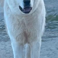 Pastore dellasia centrale alabai