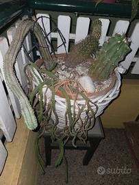 composizione piante grasse 