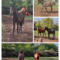 Puledro purosangue arabo del 2024