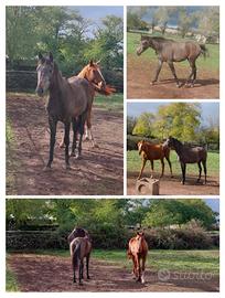 Puledro purosangue arabo del 2024