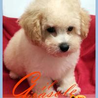 Cuccioli di MALTIPOO