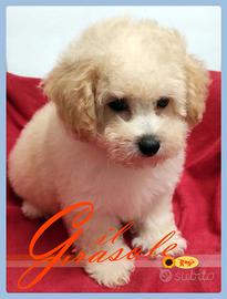 Cuccioli di MALTIPOO