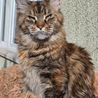 Maine coon femmina
