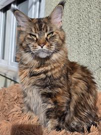 Maine coon femmina
