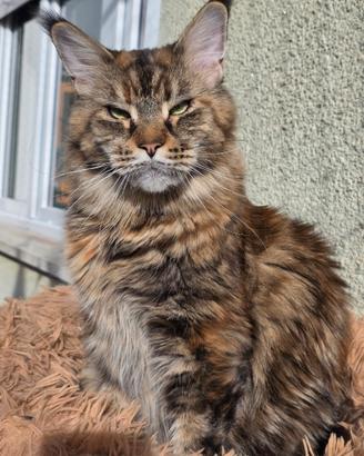 Maine coon femmina
