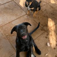 Sorelline tutte baci