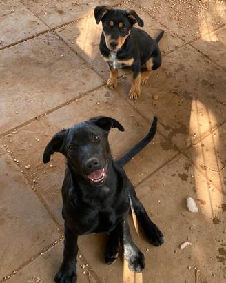 Sorelline tutte baci