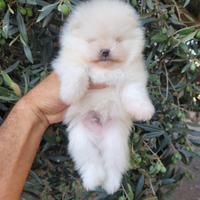 Cuccioli spitz tedesco nano o pomerania