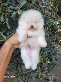 Cuccioli spitz tedesco nano o pomerania